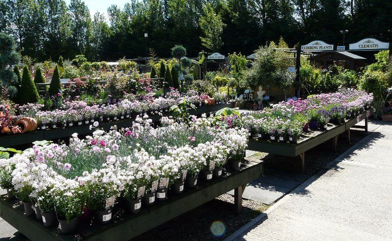 garden plants