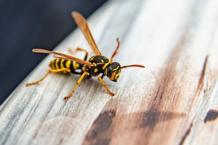 Wasp — Piscataway, NJ — Drone Termite & Pest Control