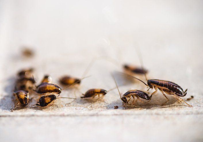 Cockroaches — Piscataway, NJ — Drone Termite & Pest Control