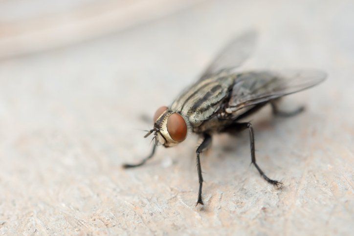 Fly — Piscataway, NJ — Drone Termite & Pest Control