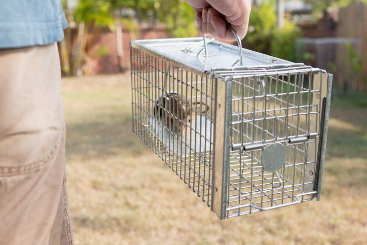 Rat on trap — Piscataway, NJ — Drone Termite & Pest Control
