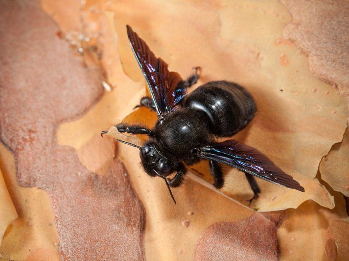 Carpenter bee — Piscataway, NJ — Drone Termite & Pest Control