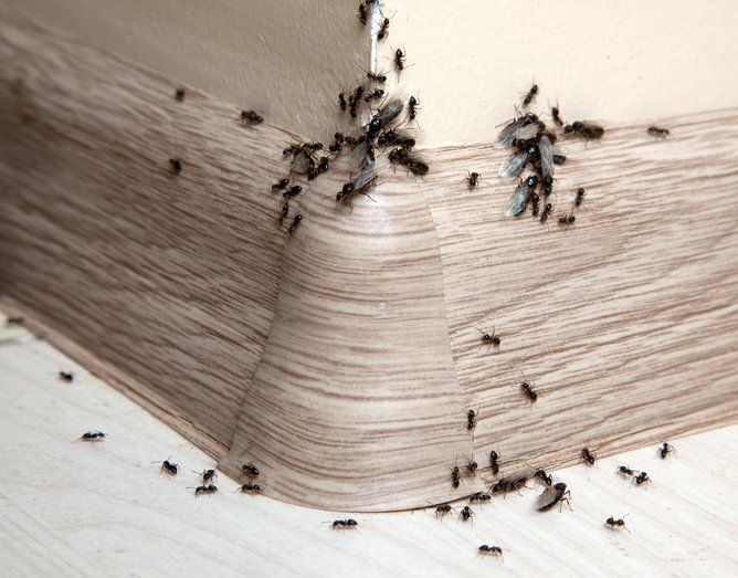 Ants — Piscataway, NJ — Drone Termite & Pest Control