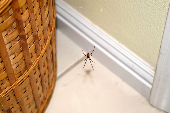 Spider — Piscataway, NJ — Drone Termite & Pest Control