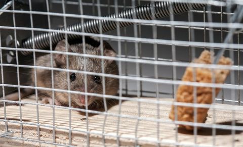 Rodent on trap — Piscataway, NJ — Drone Termite & Pest Control Rodent on trap — Piscataway, NJ — Drone Termite & Pest Control