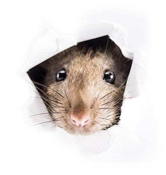 Rat — Piscataway, NJ — Drone Termite & Pest Control Rat — Piscataway, NJ — Drone Termite & Pest Control