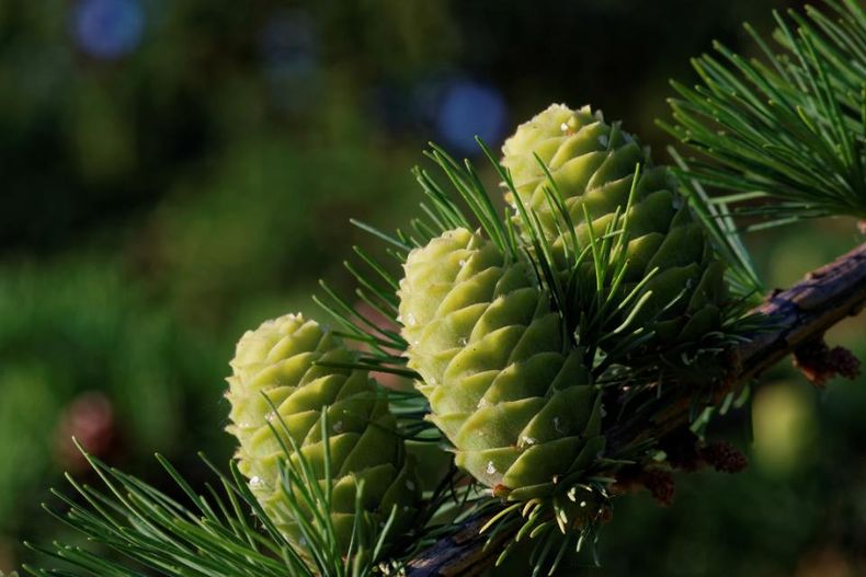 piante verdi ornamentali