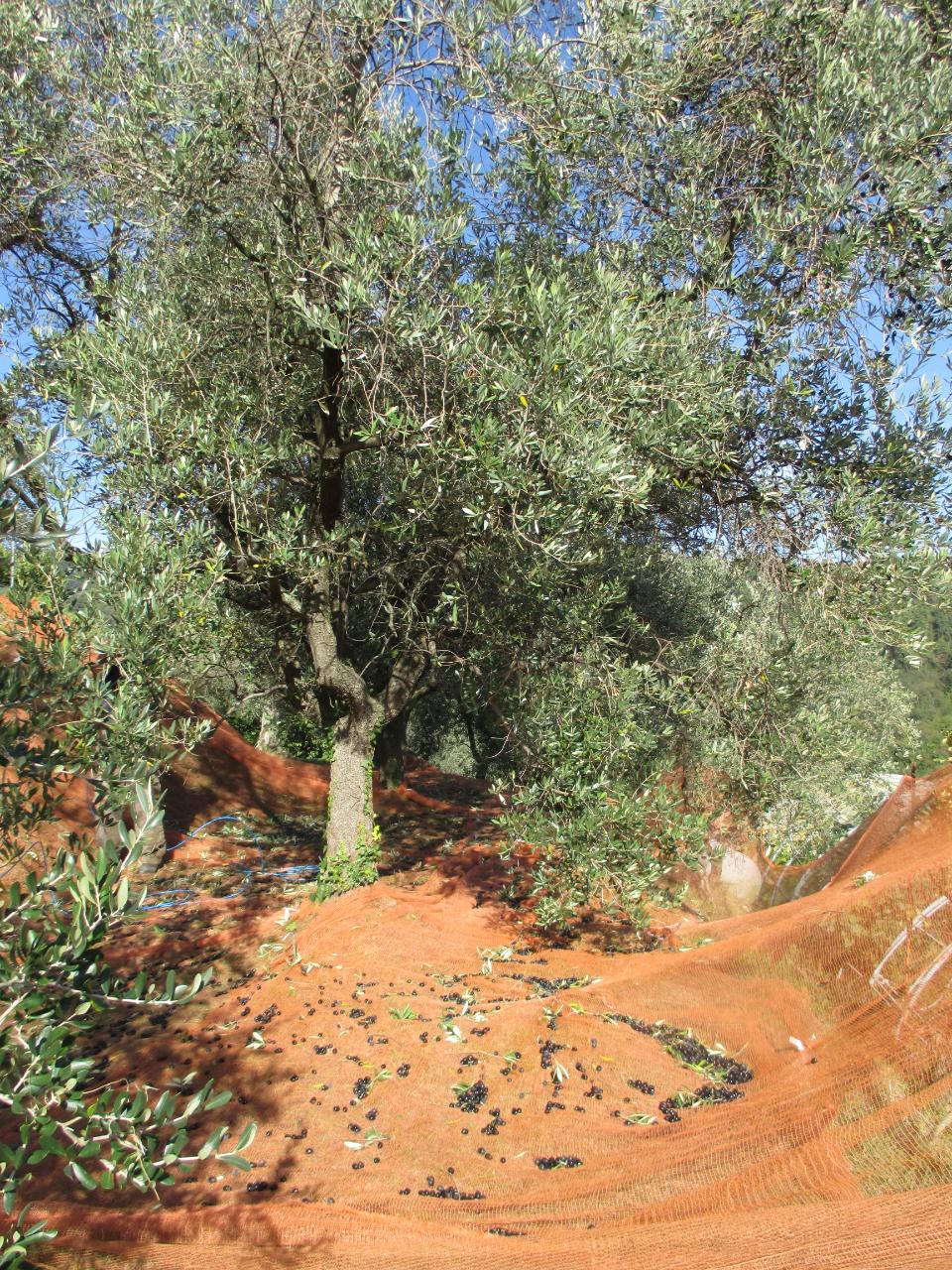olio extravergine di oliva