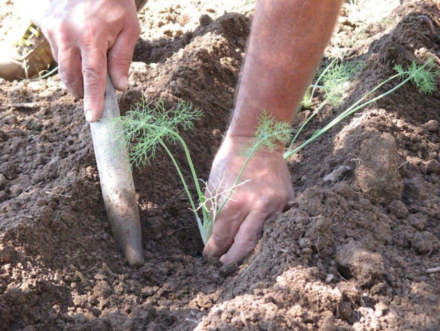 agricoltore