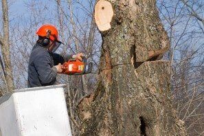 Tree Removal - Storm Damage Tree Removal - Storm Damage
