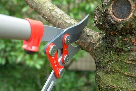 Tree Trim - Custom Landscaping Tree Trim - Custom Landscaping