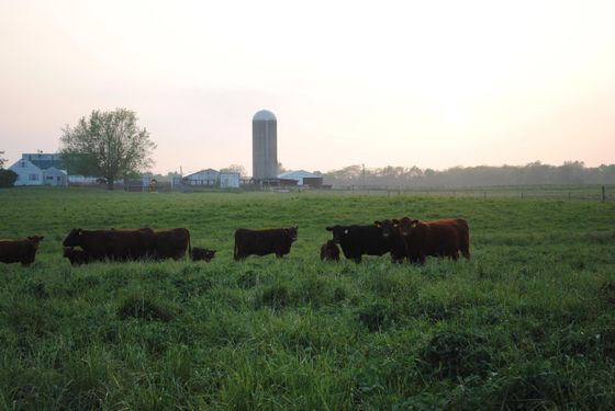 Crop Farming