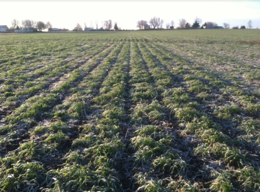Crop and Soil
