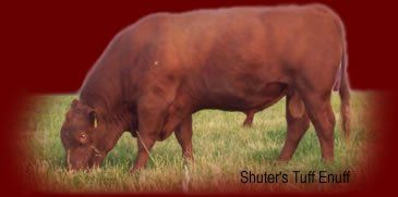 Shuter's Tuff Enuff