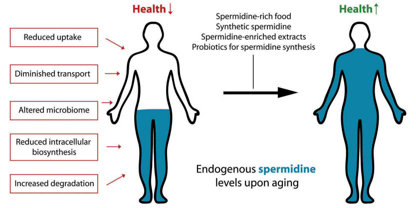 A physiological autophagy inducer acting as an anti-aging vitamin in humans?