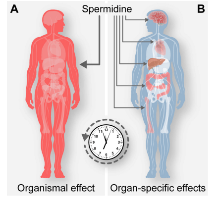 Delays aging in humans