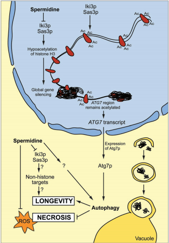 A novel autophagy inducer and longevity elixir
