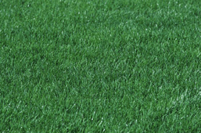 Grass - Grass in Colorado Springs, CO