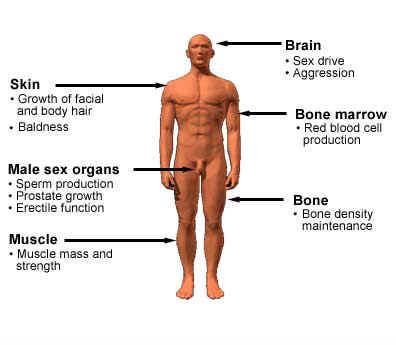 Testosterone vs HGH Therapy