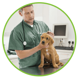 pet clinic