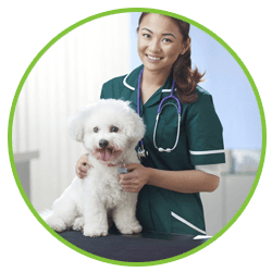 pet care
