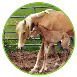horses
