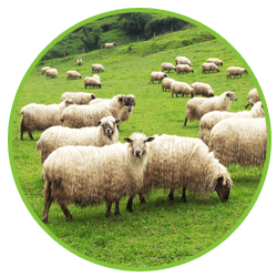 farm animals