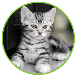 Kitten Vaccination