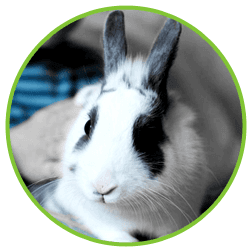 Rabbit Vaccination