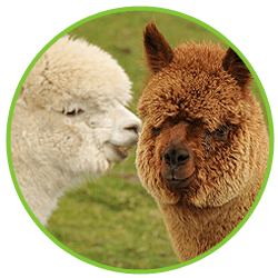 Alpacas