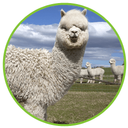 camelids