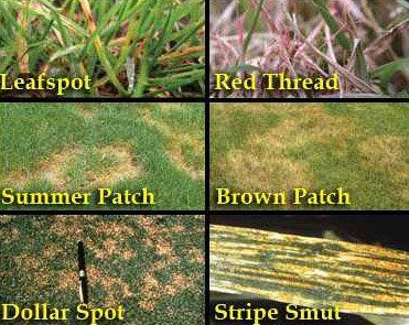 Fungus — Lawn Treatment in Brunswick, GA Fungus — Lawn Treatment in Brunswick, GA