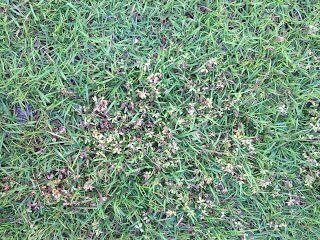 Weed Management — grass treatment in Brunswick, GA Weed Management — grass treatment in Brunswick, GA
