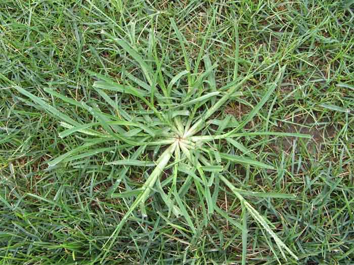 Crabgrass — weed treatment in Brunswick, GA Crabgrass — weed treatment in Brunswick, GA