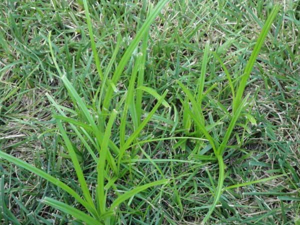 Nutsedge — weed treatment in Brunswick, GA Nutsedge — weed treatment in Brunswick, GA