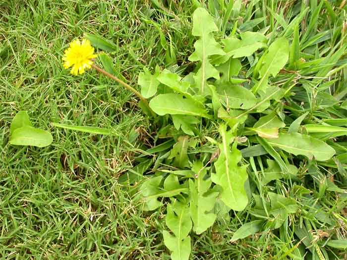 Dandelion — lawn treatment in Brunswick, GA Dandelion — lawn treatment in Brunswick, GA
