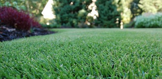 Grass Sodding — Grasses in Brunswick, GA