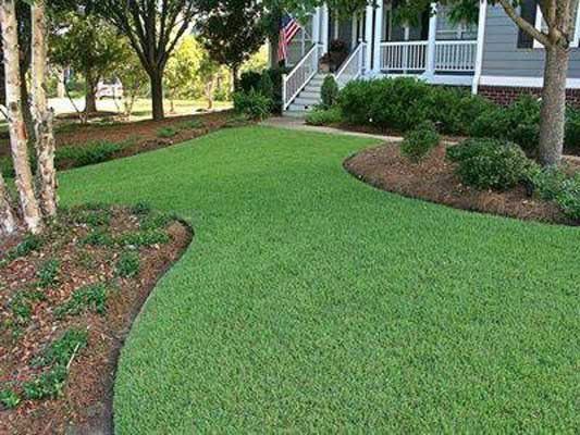 Covering — Grass with Trees in the Backyard in Brunswick, GA Covering — Grass with Trees in the Backyard in Brunswick, GA