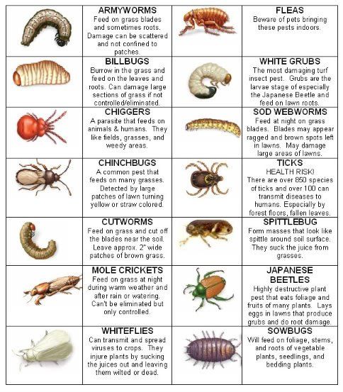 Insects — protect your lawn in Brunswick, GA Insects — protect your lawn in Brunswick, GA