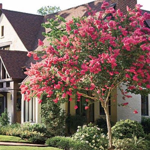 Lawn care — trimming shrubs in Brunswick, GA Lawn care — trimming shrubs in Brunswick, GA