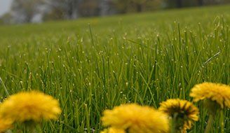 Weed — weed control n Brunswick, GA Weed — weed control n Brunswick, GA