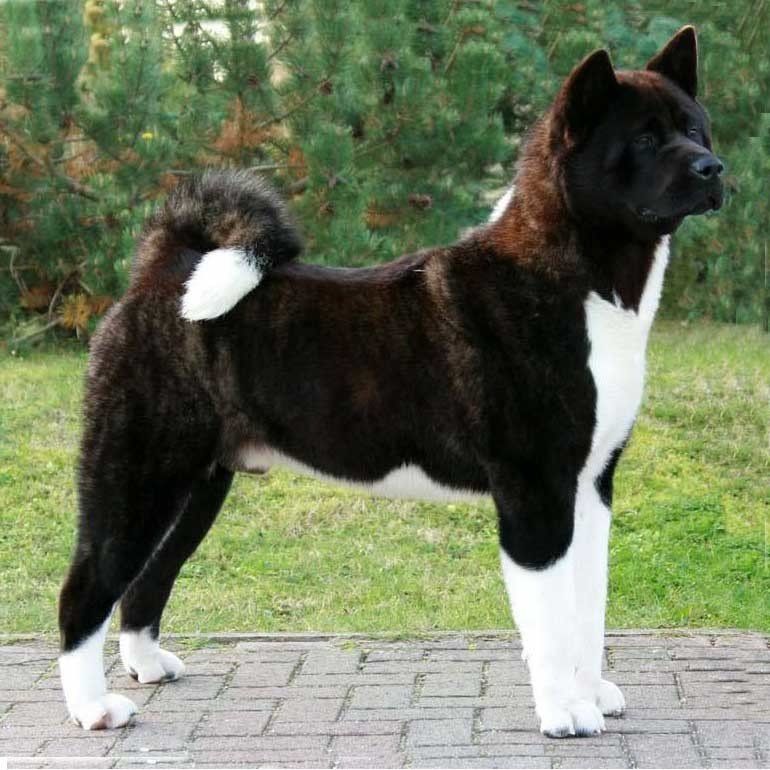 akita en culiacan