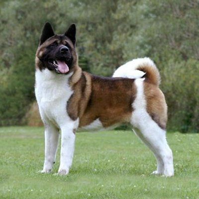 akita en durango