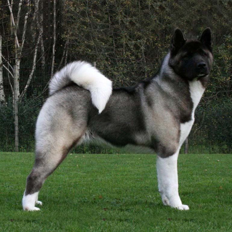 Akita en Monterrey
