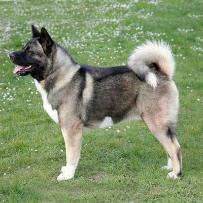 Akita en Villahermosa