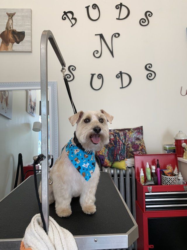 Grooming Services — French Bulldog in Chicago, IL