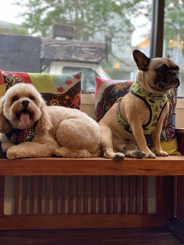 Pet Grooming — Labrador Retriever in Chicago, IL