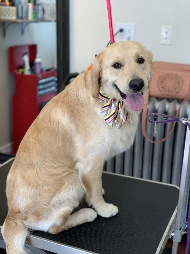 Dog Grooming — Yorkshire Terrier in Chicago, IL