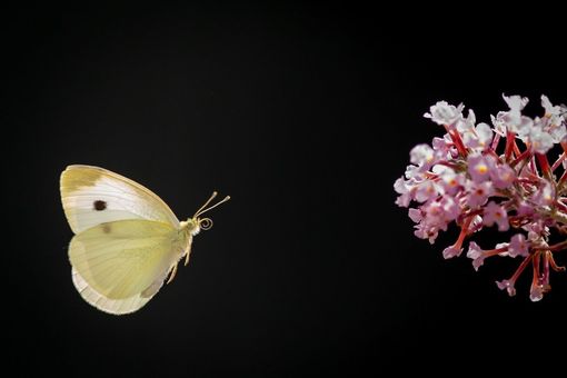 Copyright Unsplash - Vincent van Zalinge