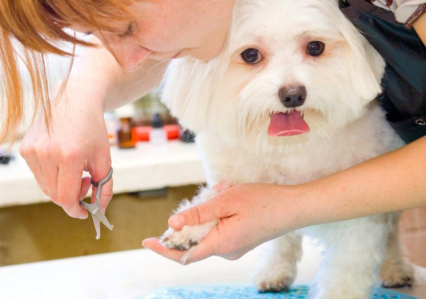 pet grooming